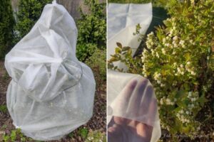 Agrowłóknina wiosenno zimowa na borówkę amerykańską