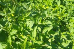 Naturalna gnojówka z pokrzywy przepis i zastosowanie