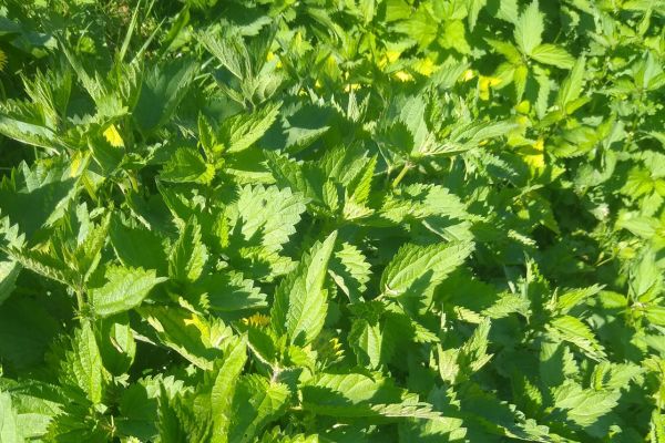 Naturalna gnojówka z pokrzywy przepis i zastosowanie