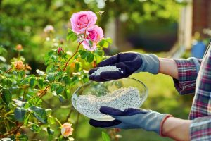 Nawożenie róż w ogrodzie i donicy - kiedy i czym nawozić róże