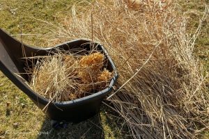 Czy ścinać trawy ozdobne jesienią