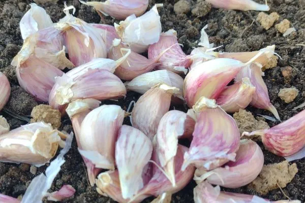 Czosnek zimowy kiedy i jak sadzić jesienią