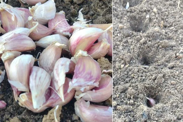Ząbki czosnku ozimego Sadzenie czosnku zimowego jesienią