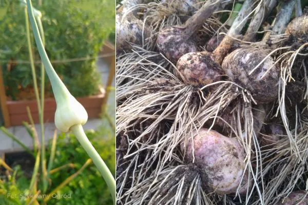 Zbiór czosnku zimowego Strzałki czosnku i zbiór czosnku zimowego