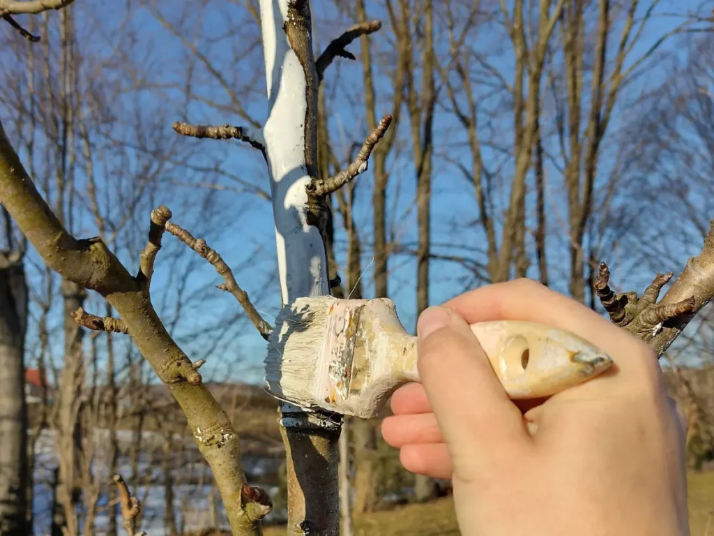 Bielenie drzewek owocowych wapnem Bielenie drzewek owocowych wapnem