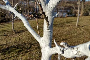 Bielenie drzewek owocowych zimą Szykowny Ogród