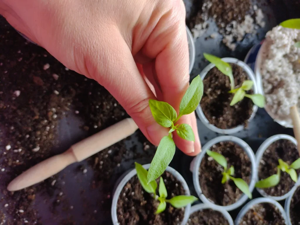 Pikowanie papryki krok po kroku Szykowny Ogród