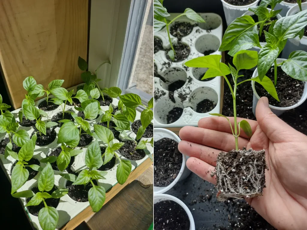 Pikowanie papryki poradnik Szykowny Ogród