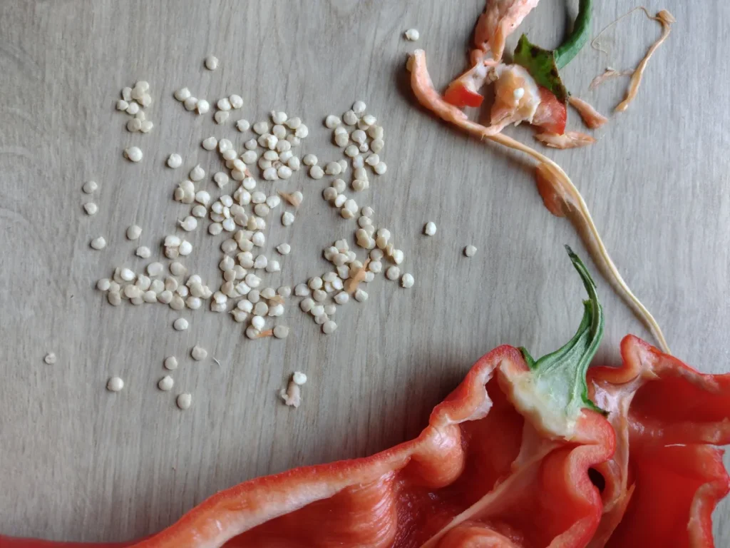 Siew papryki jak pozyskać nasiona z papryki