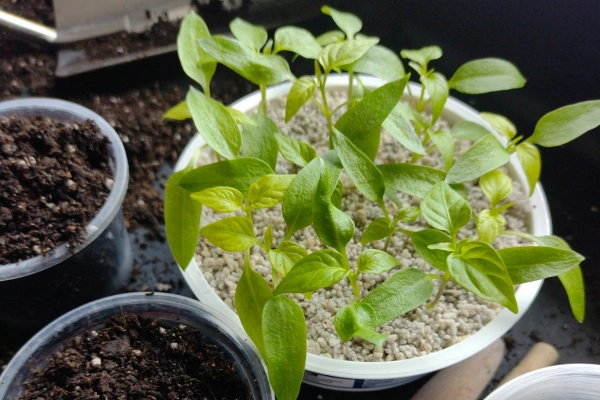 Siew papryki krok po kroku