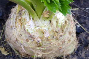 Uprawa selera korzeniowego Szykowny Ogród