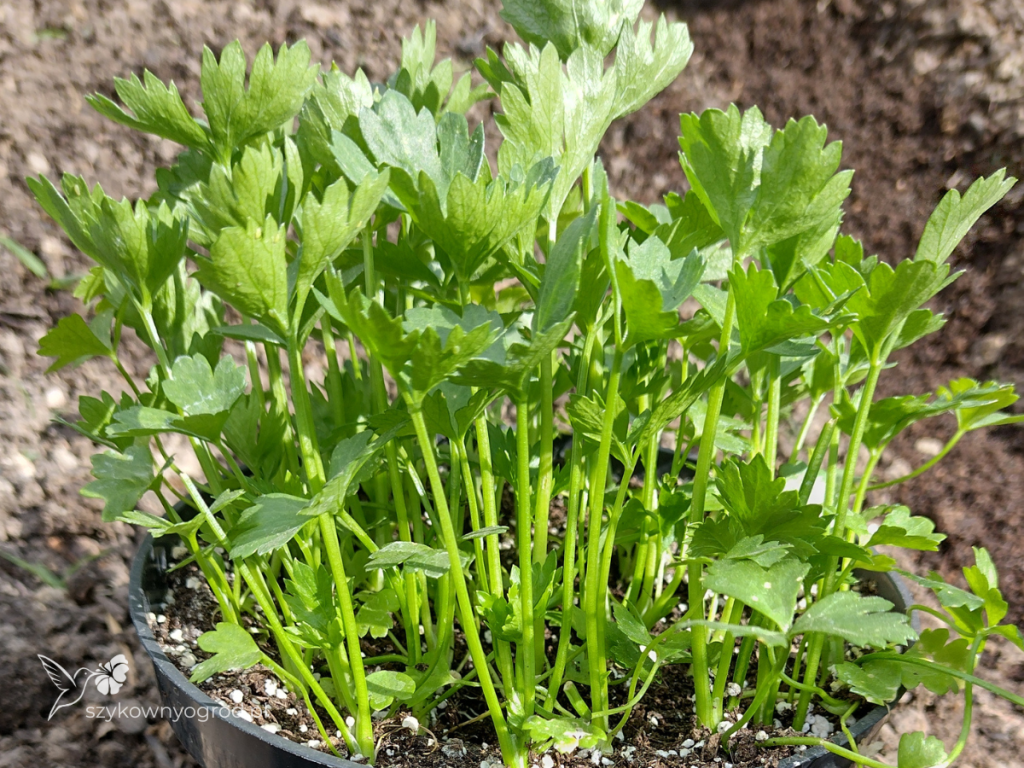 seler korzeniowy sadzenie rozsady Szykowny Ogród