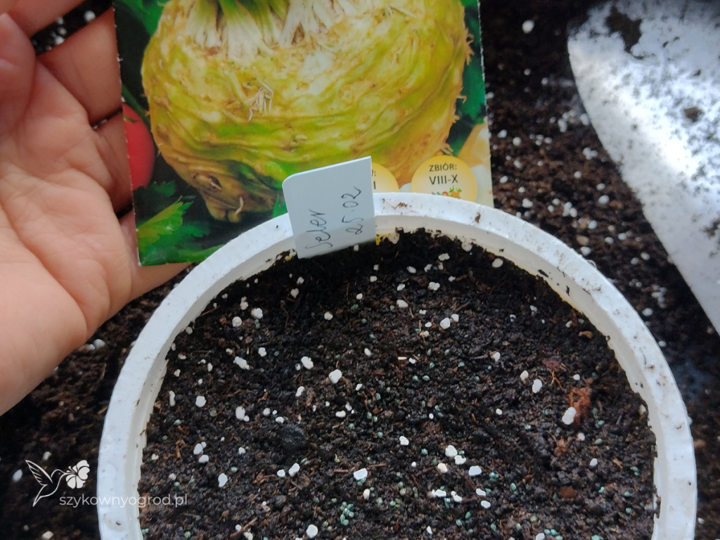 seler korzeniowy siew nasion Szykowny Ogród